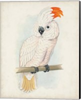 Antique Cockatoo II Fine Art Print