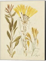 Antique Botanical Sketch IV Fine Art Print