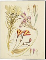 Antique Botanical Sketch V Fine Art Print