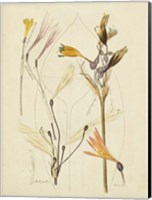 Antique Botanical Sketch VI Fine Art Print