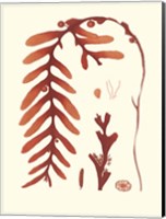 Coral Seaweed II Fine Art Print