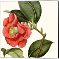 Cropped Antique Botanical III Fine Art Print