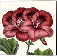 Cropped Antique Botanical IX Fine Art Print