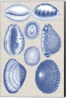 Navy & Linen Shells I Fine Art Print