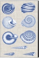 Navy & Linen Shells V Fine Art Print