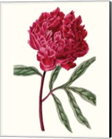 Roseate Blooms IV Fine Art Print