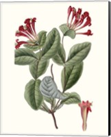 Roseate Blooms V Fine Art Print