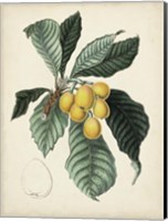 Antique Foliage & Fruit VI Fine Art Print