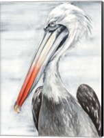 Grey Pelican II Fine Art Print
