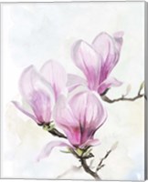 Magnolia Blooms II Fine Art Print