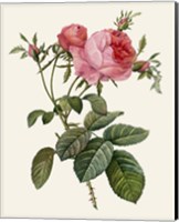 Redoute's Rose II Fine Art Print