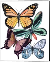 Butterfly Swatches I Fine Art Print