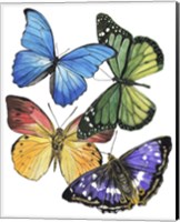 Butterfly Swatches II Fine Art Print