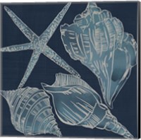 Marine Shells III Fine Art Print