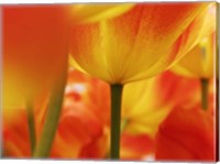 Macro Of Colorful Tulip 4, Netherlands Fine Art Print