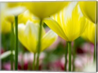 Tulip Close-Ups 4, Lisse, Netherlands Fine Art Print