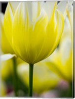 Tulip Close-Ups 5, Lisse, Netherlands Fine Art Print