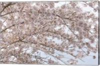 Cherry Tree Blossoms, Washington State Fine Art Print