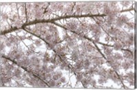 Cherry Tree Blossoms, Seabeck, Washington State Fine Art Print