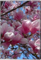 Pink Magnolia Blossoms and Cross on Church Steeple, Reading, Massachusetts Fine Art Print