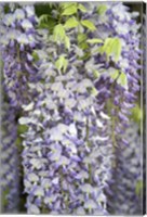 Wisteria In Mirabell Garden 1, Salzburg, Austria Fine Art Print