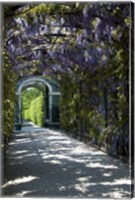 Wisteria Arbor In Garden, Austria, Vienna, Schonbrunn Palace Fine Art Print