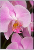 A Pink Orchid In The Phalaenopsis Family, San Francisco Fine Art Print