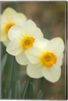 Closeup Of White Daffodils, Arlington, Virginia Fine Art Print