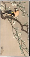 Songbirds on Cherry Branch, 1900-1910 Fine Art Print