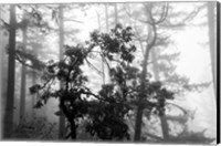 Foggy Trees Fine Art Print