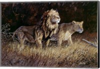 Lions Fine Art Print