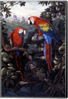 Macaws Red Fine Art Print