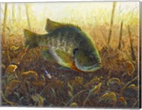 Bluegill Fine Art Print