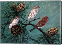 Purple Finches Fine Art Print