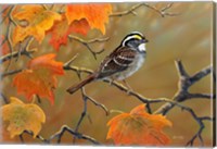 Whitethroated Sparrow Fine Art Print