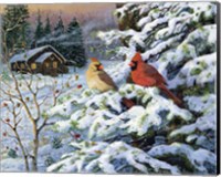 Winters Warm Glow Cardinals Fine Art Print
