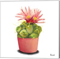 Cactus Flowers I Fine Art Print