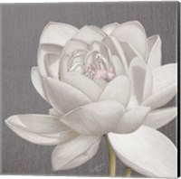 Vintage Lotus on Grey II Fine Art Print