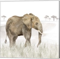 Serengeti Elephant Square Fine Art Print