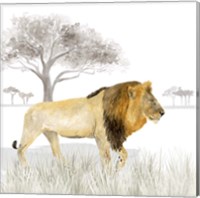 Serengeti Lion Square Fine Art Print