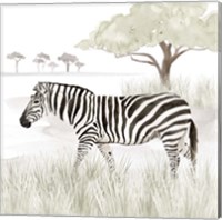 Serengeti Zebra Square Fine Art Print