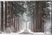 Pines in Winter Dress Fine Art Print