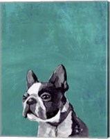 Frenchie Puppy Fine Art Print