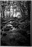 Lush Creek in Forest BW Fine Art Print