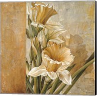 Champagne Daffodils II Fine Art Print