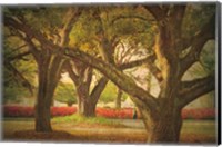 Three Oaks and Azaleas Fine Art Print