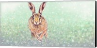 Hare I Fine Art Print