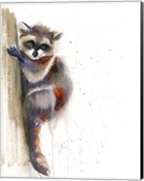 Raccoon II Fine Art Print