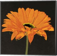 Midnight Gerbera II Fine Art Print