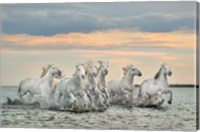 Camargue Horses - France Fine Art Print